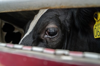 Kráva v transportu na hranicích v Turecku - Nevinné oběti